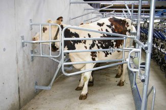 Salle de traite des vaches